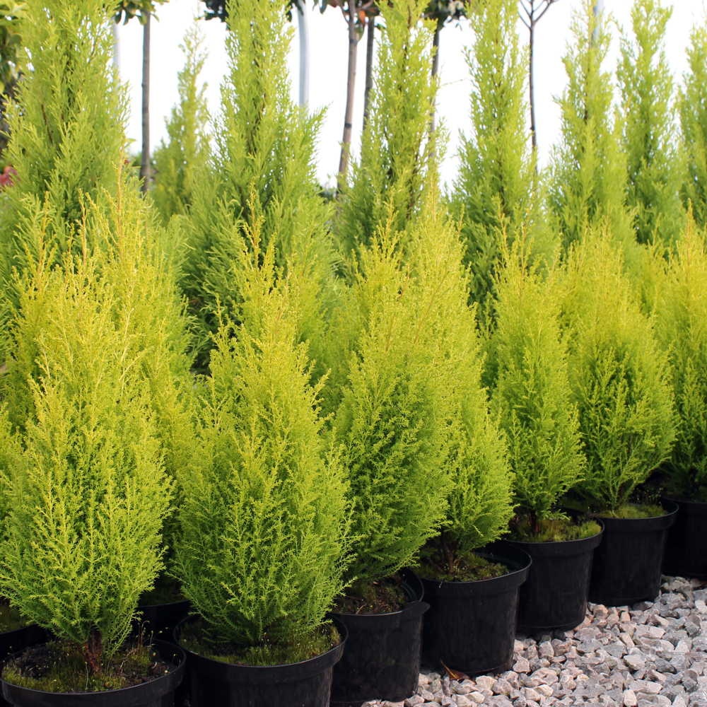 Cupressus macrocarpa 'Goldcrest'